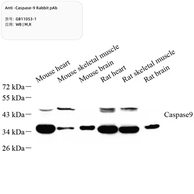 Anti-caspase -9 Rabbit Pab