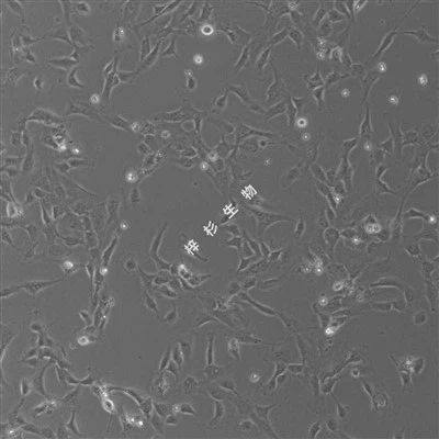 SV40T transficeret human umbilical vene endotelcelle (PUMC-HUVEC-T1) kulturmedium kit